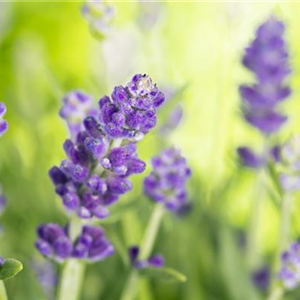 DIE VIELSEITIGE ANWENDUNG VON LAVENDEL!