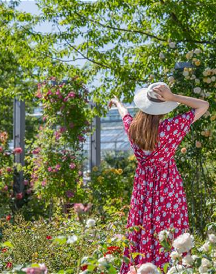 DER ROSENGARTEN - SCHLICHTE ELEGANZ UND TOLLE DüFTE